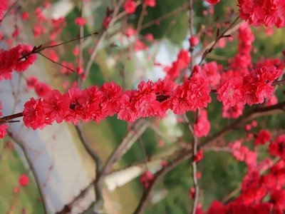 雪花飘电影免费观看视频