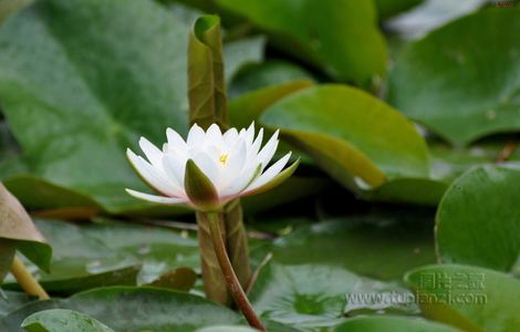 饕餮与水蜜桃在哪能看